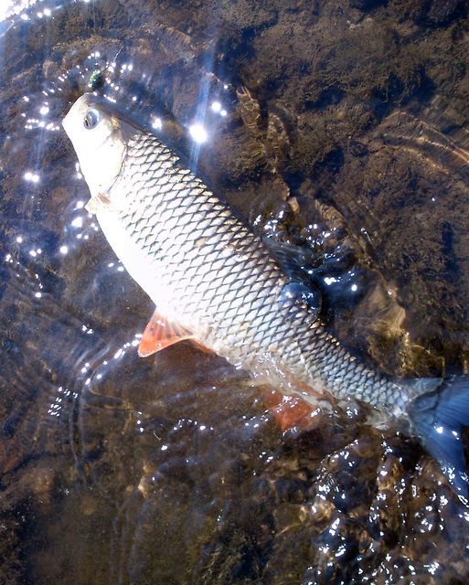 Niedzielna Wisła-01