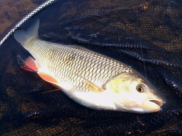 Niedzielna Wisła-02