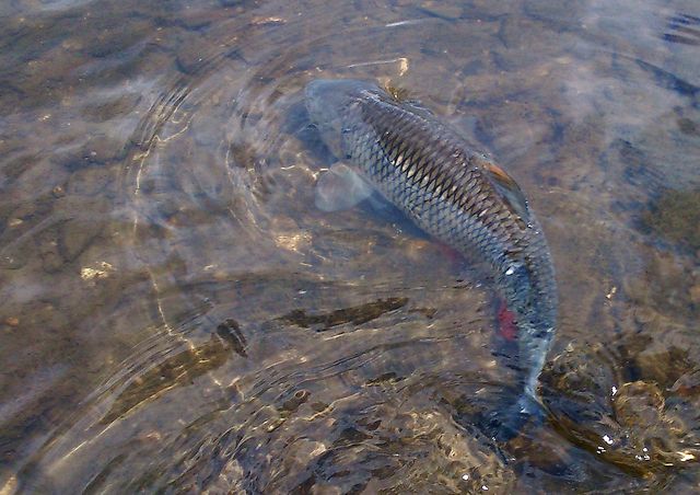 Niedzielna Wisła-03