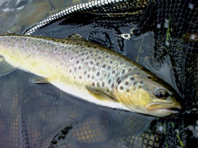 Ptrągowe ostatki-02