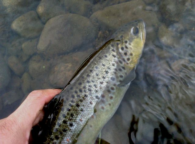 Ptrągowe ostatki-04