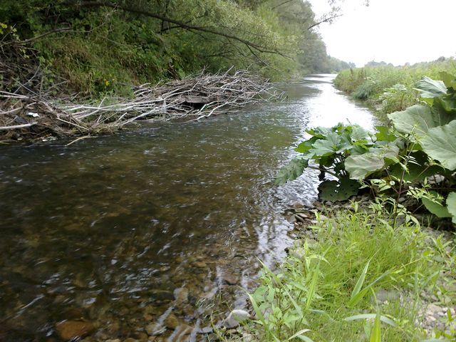 Ptrągowe ostatki-05