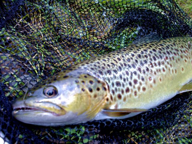 Ptrągowe ostatki-06